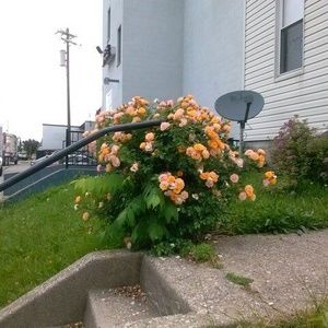 Meet your Posher, Donald